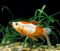 POISSON ROUGE QUEUE DE VOILE carassius auratus