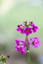 Poisson`s primrose, Primula poissonii, flowering in Sichuan