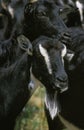 POITEVINE GOAT, A FRENCH BREED, PORTRAIT OF ADULT