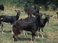 Poitevine Goat, a French Domestic Goat Breed