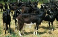 Poitevine Goat, Herd of Females