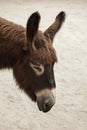 Poitou donkey Equus asinus asinus Royalty Free Stock Photo