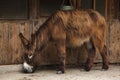 Poitou donkey Equus asinus asinus Royalty Free Stock Photo