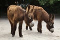 Poitou donkey Equus asinus asinus Royalty Free Stock Photo