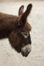 Poitou donkey Equus asinus asinus Royalty Free Stock Photo