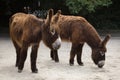 Poitou donkey Equus asinus asinus Royalty Free Stock Photo