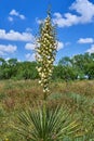 Poitrait of Yucca filamentosa plant in full bloom. White exotic flowers & long green leaves on blue sky background