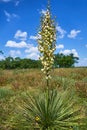 Poitrait of Yucca filamentosa plant in full bloom. White exotic flowers & long green leaves on blue sky background