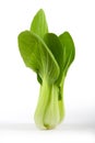 Pok Choi Royalty Free Stock Photo