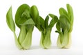 Pok Choi Royalty Free Stock Photo