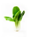 Pok Choi on white background, Chinese Vegetable cabbage