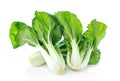 Pok Choi on white background Royalty Free Stock Photo