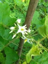 Pokak eggplants flower herbal