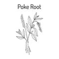 Poke root Phytolacca americana medicinal plant