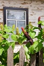 Poke weed or poke berry foliage and fruit and wooden wall from l