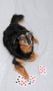 Poker Dog Royalty Free Stock Photo