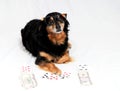 Poker Dog Royalty Free Stock Photo