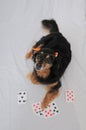 Poker Dog Royalty Free Stock Photo