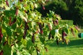 Pokeweed Royalty Free Stock Photo