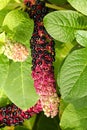 Pokeweed