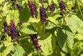 Pokeweed Phytolacca Americana - Common name Red-ink Plant, Indian Pokeweed, Phytolacca esculenta, Himalayan Pokeweed.