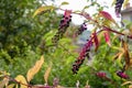 Pokeweed Phytolacca americana  berries ripening in San Pellegrino Italy Royalty Free Stock Photo