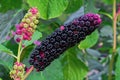 Pokeweed or Phytolacca americana. Black berries of phytolacca