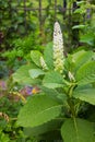 Pokeweed (phytolacca) in June, when flowering Royalty Free Stock Photo