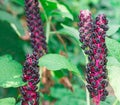 Pokeweed Royalty Free Stock Photo