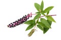 Pokeweeds (phytolacca americana) Royalty Free Stock Photo