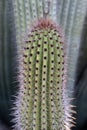 Pokey Cactus