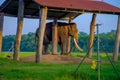 POKHARA, NEPAL - NOVEMBER 04, 2017: Chained elephant under a structure at outdoors, in Chitwan National Park, Nepal