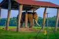 POKHARA, NEPAL - NOVEMBER 04, 2017: Chained elephant under a structure at outdoors, in Chitwan National Park, Nepal