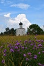 Pokrova church and beautiful knapweed flowers. Architecture 12th century Royalty Free Stock Photo