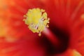 Yellow Polan grains against red petals