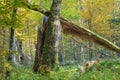 Poland Bialowieza autumn wilderness Royalty Free Stock Photo