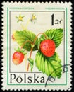 POLAND - CIRCA 1977: Wild strawberry, or woodland strawberry (Fragaria vesca), Forest Fruits series Royalty Free Stock Photo