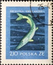 POLAND-CIRCA 1958 : A post stamp printed in Poland showing a  .Esox lucius Fish Royalty Free Stock Photo