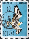POLAND-CIRCA 1964 : A post stamp printed in Poland showing a portrait of a water bird in flight: Pandion haliaetus