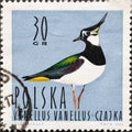 POLAND-CIRCA 1964 : A post stamp printed in Poland showing a portrait of a water bird: Vanellus vanellus