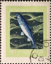 POLAND-CIRCA 1958 : A post stamp printed in Poland showing a Salmo salar Fish Royalty Free Stock Photo