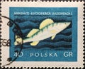 POLAND-CIRCA 1958 : A post stamp printed in Poland showing a  .Sander lucioperca Fish Royalty Free Stock Photo