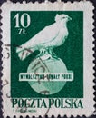 POLAND-CIRCA 1950 : A post stamp printed in Poland showing a white dove of peace on a globe