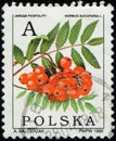 POLAND - CIRCA 1995: post stamp printed by Republic of Poland, shows fruiting tree branch of Rowan (Sorbus aucuparia)