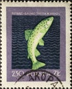 POLAND-CIRCA 1958 : A post stamp printed in Poland showing a Salmo trutta morpha fario Fish