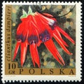 POLAND - CIRCA 1968: stamp shows Clianthus dampieri, Swainsona formosa, Sturt\'s