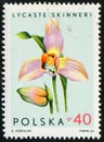 POLAND - CIRCA 1965: shows flowering plant Lycaste skinneri (Lycaste virginalis), is a species of epiphyte orchid, flora Royalty Free Stock Photo