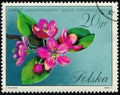 POLAND - CIRCA 1971: stamp shows flowering plant Malus niedzwetzkyana