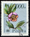 POLAND - CIRCA 1990: stamp shows flowering plant Helleborus purpurascens, flora,