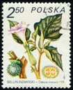 POLAND - CIRCA 1980: stamp shows flowering plant Datura innoxia, flora Royalty Free Stock Photo